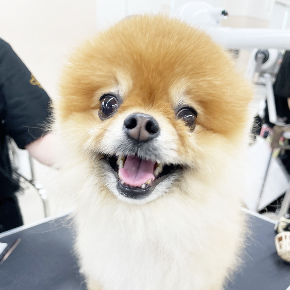 たくさんの犬種が来てくれます！